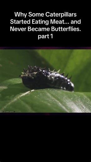 Why Some Caterpillars Eat Meat Instead of Becoming Butterflies