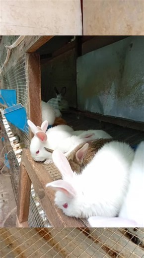 Newest litter ready to go to great homes. #bunny #fyp