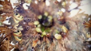 Timelapse of Dormant ‘Rose of Jericho’ Plants Exploding to Life After Exposure to Water #ArtTuesday