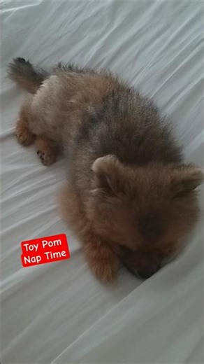 You must see happy Baby Dog napping #viral #dogs #nyc #love #automobile #fyp