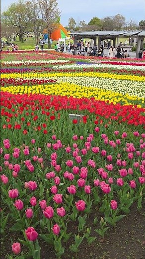 Kiso Sansen Park Center国営木曽三川公園 木曽三川公園センター #tulips#japan#spring#naturelover #galaxys25ultra
