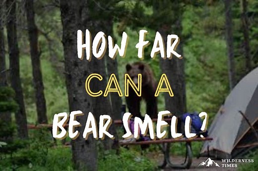 How Far Can A Bear Smell? Bears & Their Super Snouts