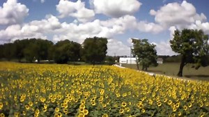 7.5K views · 329 reactions | Sunflowers will be back around Sept. 16th! | Yellow Springs, OH | Facebook