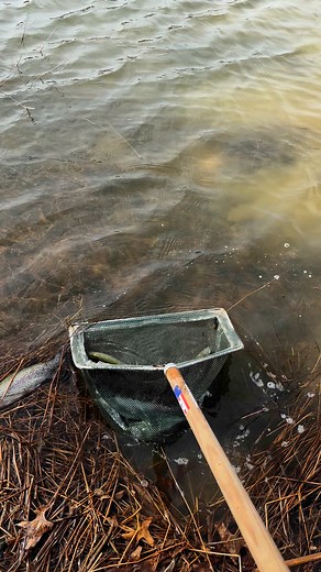 @followers #beemerfisheries #fishfarming #farmpond #iowa #midwest #fish | Beemer Fisheries