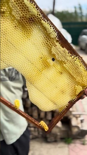 How do bees make their home? #honeybeesting #beekeeper