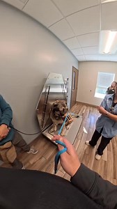 Beau Vet Visit: Dog Training Tips for Nervous Dogs