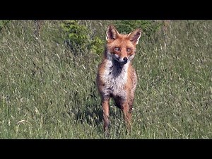 Fox Call -- Part 2 "Finale"