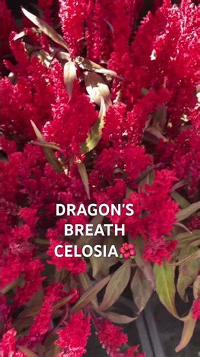 DRAGON's BREATH CELOSIA🌺 #shorts #viralshorts #plants