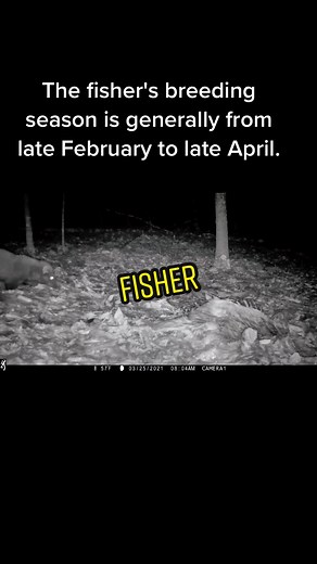 Fisher facts! #fisher #mustelid #carnivore #animals #nature #wildlife #wildlifeconservation #conservation #songdogs #songdog #nature #naturetiktok #naturetok #outdoors #outside #ecology #deer #forest #woods #trailcam #trailcamera #gamecamera #gamecam #wildlifephotography