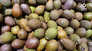 Dur, trop mûr, parfait ? L’avocat, un fruit capricieux à bien choisir ! C’est l’un des produits les plus vendus du rayon fruits & légumes, mais aussi l’un des plus compliqués à maîtriser pour les consommateurs… et pour les équipes en magasin ! Stephane Paul, expert et formateur fruits et légumes, partage ses conseils d’expert pour bien choisir, stocker et présenter les avocats en grande distribution. Un bon avocat, c’est d’abord une question de variété, de maturité, et… de savoir-faire au rayon 