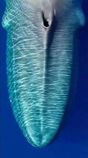 The Blue Whale's Epic Story A Journey Through Its Ocean Realm 🐋