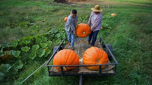 A look back at Chadds Ford's pumpkin carving tradition