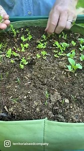 Reminder: don’t forget to thin your seedlings! Thinning ensures your plants have adequate space to grow and develop properly without crowding their neighbors. You can thin the plants once true leaves have formed. Select smaller, less vigorous seedlings to remove, and keep your best plants for a productive harvest! For edible greens, you can enjoy the young, tender leaves as you would microgreens—in a mixed salad or even as a garnish! 💚🌱 | Territorial Seed Company