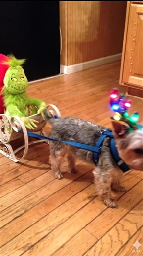 POV: The Grinch stole Christmas but my Yorkie stole the whole show 🎄💚🐾 Santa’s new reindeer is 5 lbs of attitude and LED antlers. #christmasdog #yorkielove #grinchmas #reindeerpuppy #dogsoftiktok #reelsdog #furrybestfriend #festiveseason | The Yorkies Club