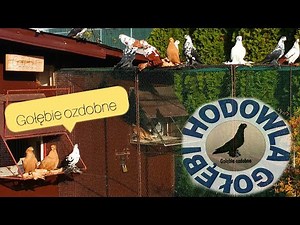 Moje początki hodowli. Jak zacząć?