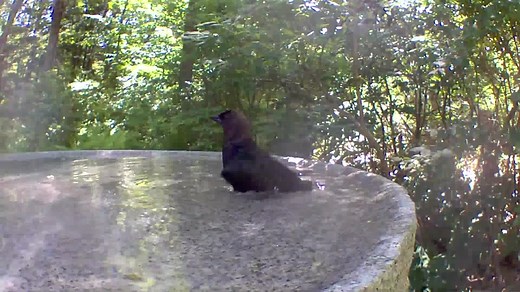 Our Hand Carved Stone Birdbaths! We are a family run, handmade, bird bath company from New Hampshire! | Dances With Stone