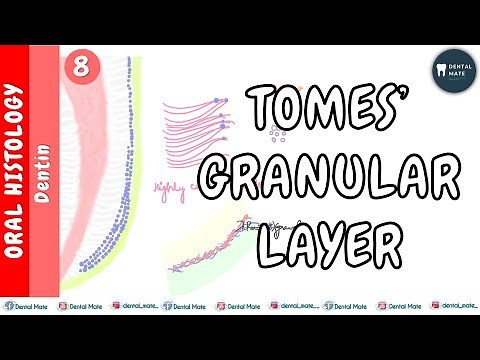 Tomes' Granular Layer | Hypomineralised Dentin | Dr Paridhi Agrawal