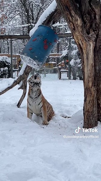 Tigre Jack en Plein Enrichissement à la Zoo de Granby