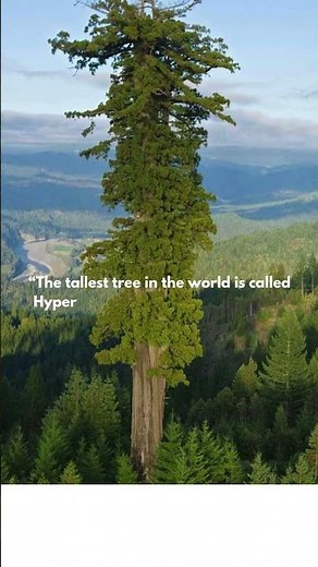 The Tallest Tree on Earth | Hyperion | California