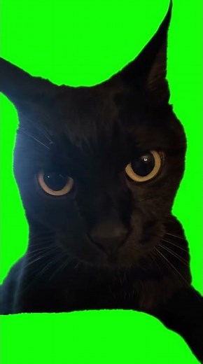 Black Cat staring meme - Green Screen - Wee Wee Cat
