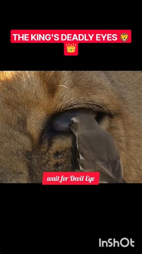 The Birds Saves the king Eyes 👀#shorts #Biology #mutualism #Birds #Nature