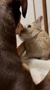 Dog and bunny seem to be the cutest friends! 🥺 | Viral Stories