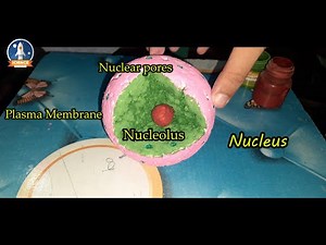 Nucleus || How to make nucleus model || DIY experiment