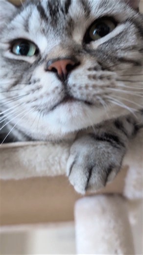 アメショーのラッテ #アメショ #アメリカンショートヘア#猫との暮らし#猫#cat