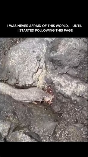 Apex Wild on Instagram: "A moray eel on the hunt is a lesson in underwater precision. Hidden deep within a coral crevice, its elongated body coils like a living spring while unblinking eyes track the slightest vibration in the water. With jaws slightly agape—revealing rows of needle-sharp teeth—the eel relies on an exceptional sense of smell rather than speed or sight. In a sudden burst, it lunges forward, using its powerful body to pin prey against the reef. Then comes its signature move: a sec