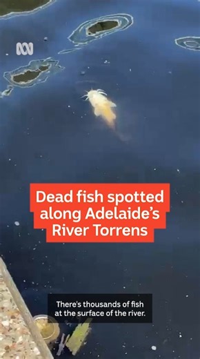 Dead fish along Adelaide’s River Torrens / Karrawirra Parri🐟 😔 An ABC listener Tina told ABC Radio Adelaide’s Rory McClaren she observed thousands of dead fish during her regular morning walk. Roving reporter Bobby Macumber captured vision and photos from the scene. Listen here: https://www.abc.net.au/listen/programs/adelaide-breakfast/torrens-dead-fish/106379548 "A lot of people are running or walking by, they are stopping and very shocked by the sight," she said. Tune in to updates on 891AM
