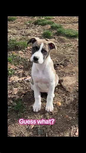 #hoperanchanimalsanctuary #adoptdontshop #foster