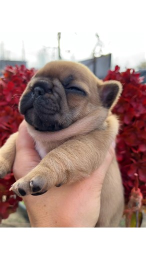 #biewerterrier #puppylove #собака #bulldog #odesa