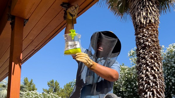 How to keep wasps away from your backyard