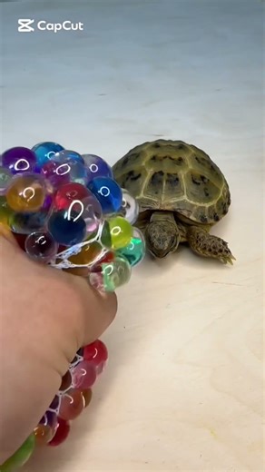 “Turtle Loves This Stress Ball 🐢 ASMR” #oddlysatisfying #turtlewatching #asmr