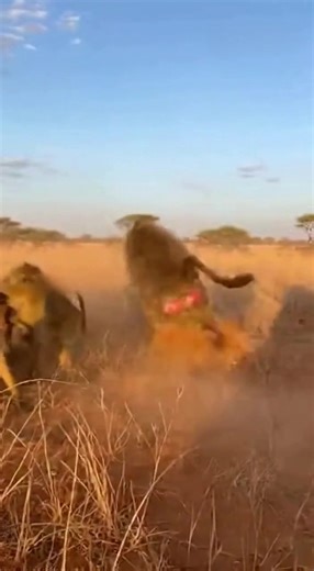 1.9K views · 14 reactions | A baboon rushes in to defend a troop member — raw instinct and teamwork in the wild #WildlifeMoments #SavannahLife #AnimalBehavior” | Animal struggle | Facebook