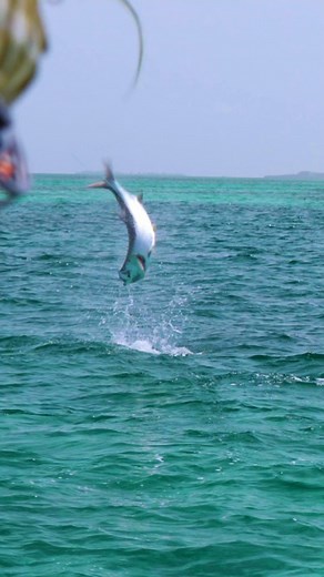 Un moment inoubliable sur les flats Cubain... Orvis Helios 3D 9' #12 Orvis Mirage VI deep | Dolet Grégory