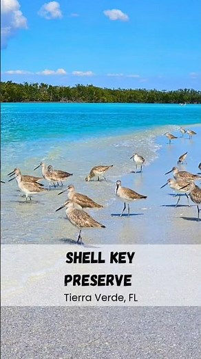 Kayaking Shell Key Preserve (Part 1) - Secluded Island and Mangroves - Add to your bucket-list