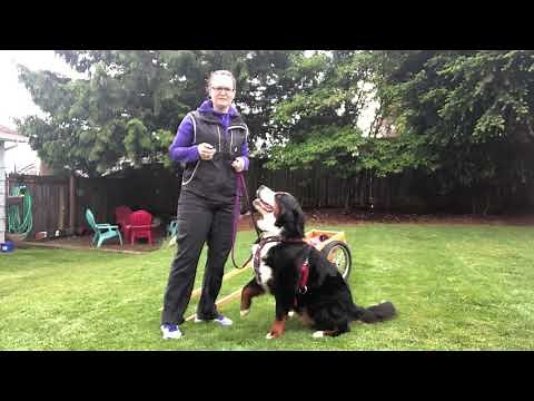 How to hitch and harness your dog for carting/drafting.