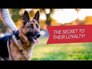 What Makes GERMAN SHEPHERD Dogs So Loyal