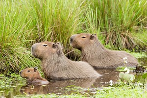 Capybaras Are The Largest Rodents in the World, But Are They Good Pets?