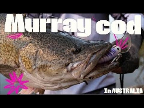 日本人がオーストラリアでマーレイコッドを釣る動画＃１/Japanese angler land-based fishing for Murray Cod＃１