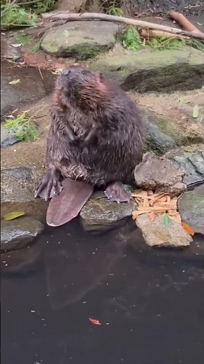 Protect Beaver Colonies and save their Habitats from Extinction for Animal Conservation