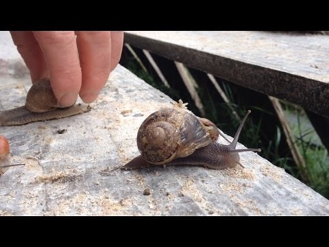 Yvon fait grandir les escargots vitesse grand V