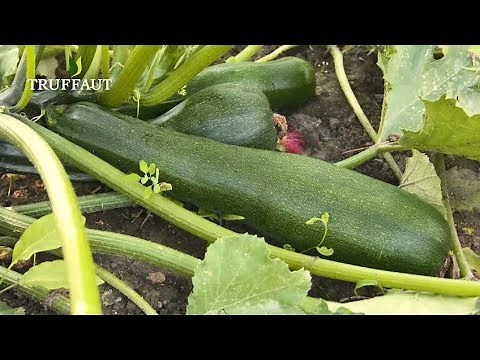 Comment récolter des courgettes ? - Truffaut