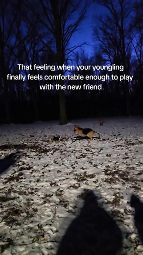 🥺🥺🥺 @cassie.xena.kovu #germanshepherd #Pomeranian #siberianhusky #mutt