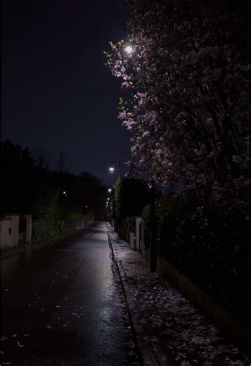 Spring Reflections: Embracing Rainy Night Aesthetics