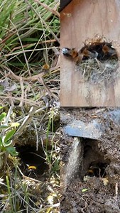 119K views · 2.4K reactions | Different bumblebees like to nest in...