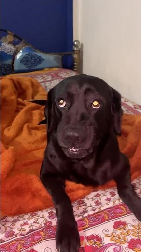 Dog growling | Angry Labrador