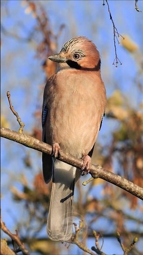 Eurasian Jay's strangely soothing call - Bird Sounds #shorts