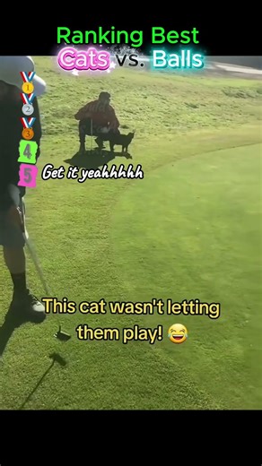 Ranking Best Cats vs. Balls #foryou #cat #funny #funnycats #kitten #ranked #cutecat #pets #cute